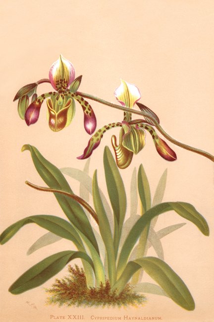 Buy Enlarge 0-587-26900-6P12x18 Cypripedium Haynaldianum; Paphiopedilium- Paper Size P12x18