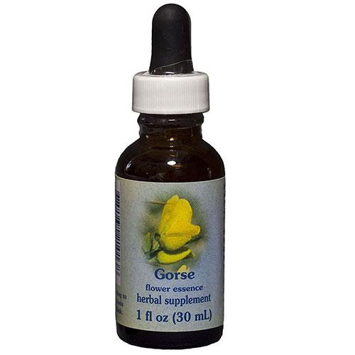 Gorse Dropper 1 oz by Flower Essence Services